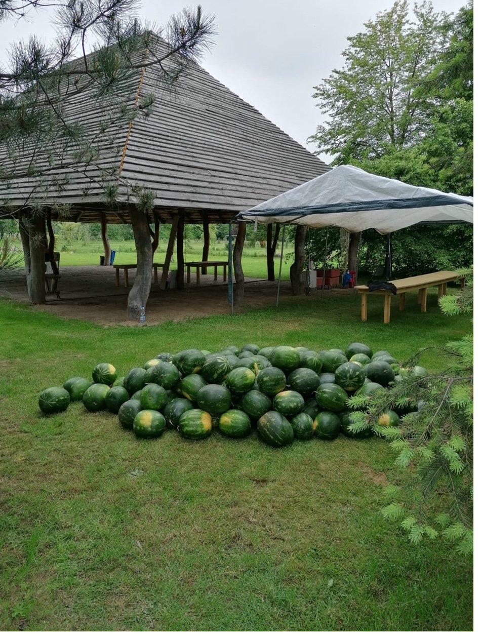 Sourcing bezpośredni — arbuzy od producenta